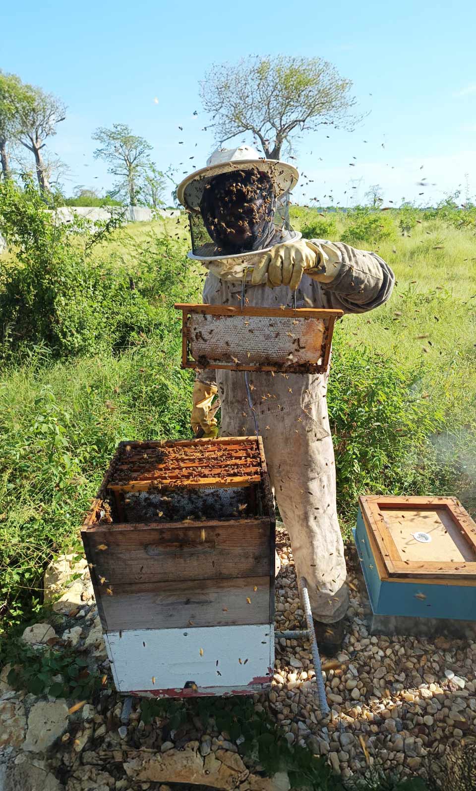 Jardins-de-Mel-apicultura-Angola-1